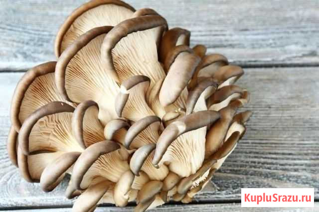 Грибы Москва - изображение 1