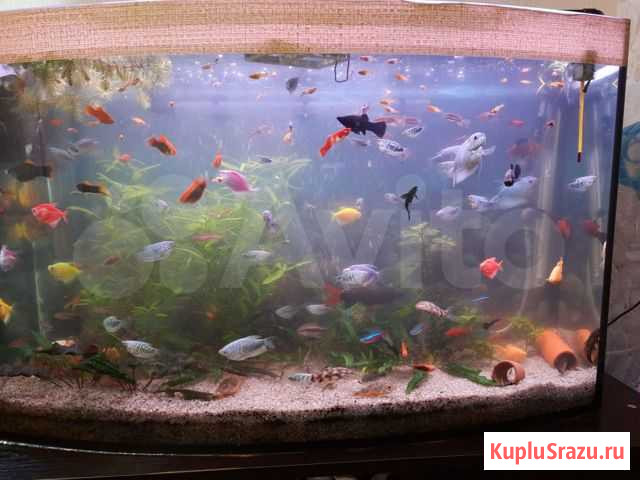 Мальки гурамми Казань - изображение 1