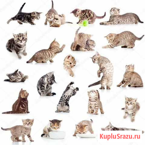 Возьму котенка на время Челябинск - изображение 1