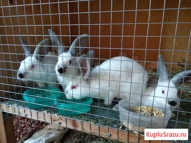 Продам кроликов калифорнийской породы Магнитогорск - изображение 1