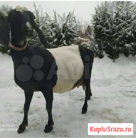 Нубийская чистокровная козочка Киржач - изображение 1