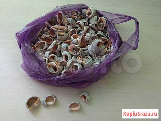 Камни для аквариума, ракушки Тольятти - изображение 1