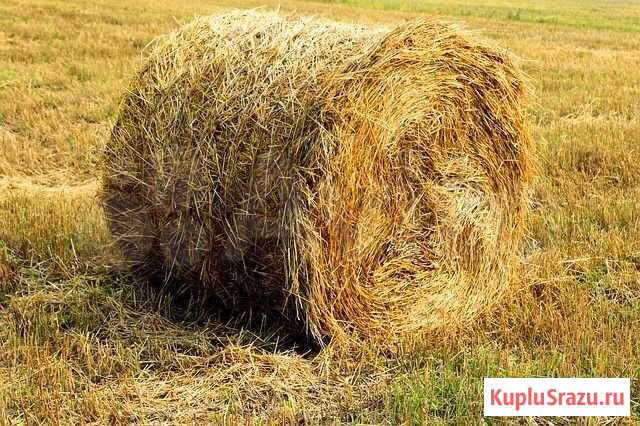 Сено солома Пучеж - изображение 1