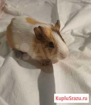 Морская свинка Балашиха - изображение 1