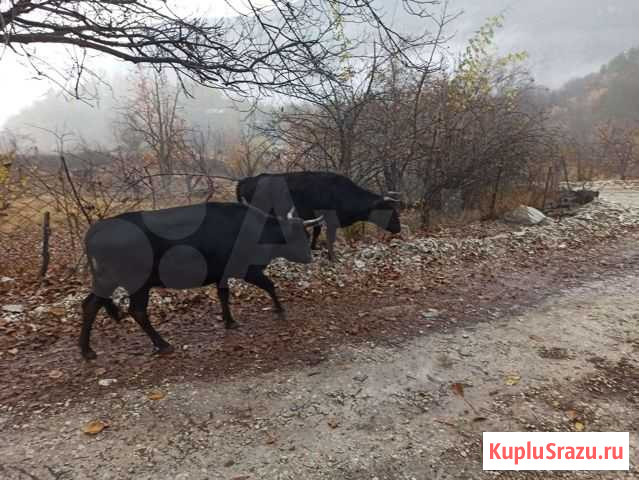 Коровы Шамилькала - изображение 1