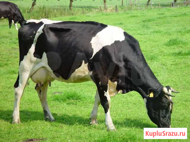 Продам корову Аргаяш - изображение 1
