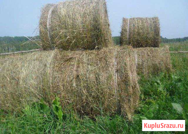 Сено луговое в рулонах Кашин - изображение 1