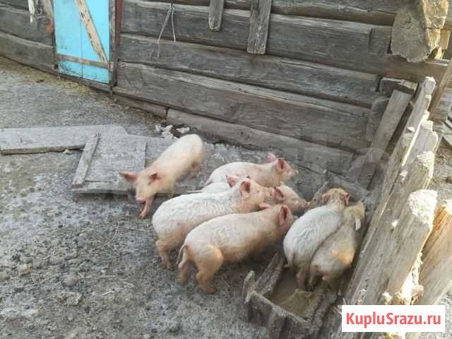 Поросята Аскиз - изображение 1