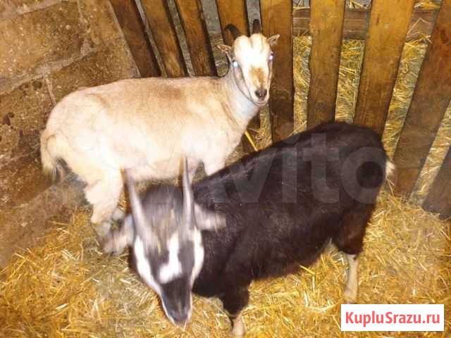 Козы и козочки Раевская - изображение 1