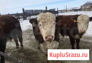 Коровы бычки телята Саяногорск - изображение 1
