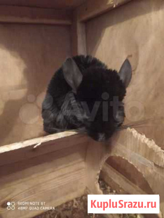 Шиншилла Санкт-Петербург - изображение 1