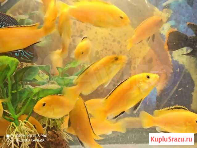 Еллошки в поисках дома Красногорск - изображение 1
