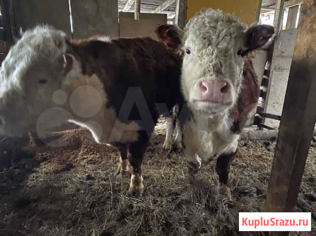 Продам коров Междуреченск - изображение 1