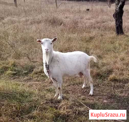 Коза дойная молочная Сочи - изображение 1
