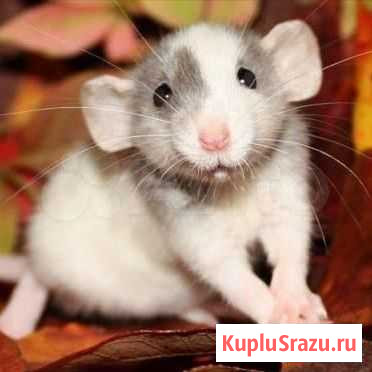 Крыска дамбо Северск - изображение 1