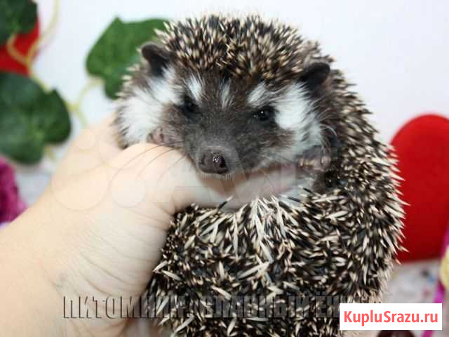 Африканские ежики из домашнего питомника Москва - изображение 1