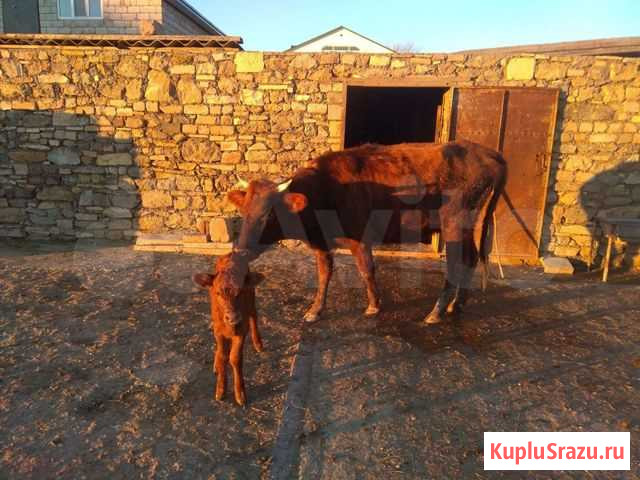 Корова дойная Избербаш - изображение 1