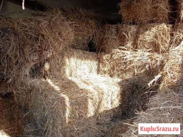Сено. солома кошу ротаркой в волок. Пресс прямоуго Славянск-на-Кубани - изображение 1