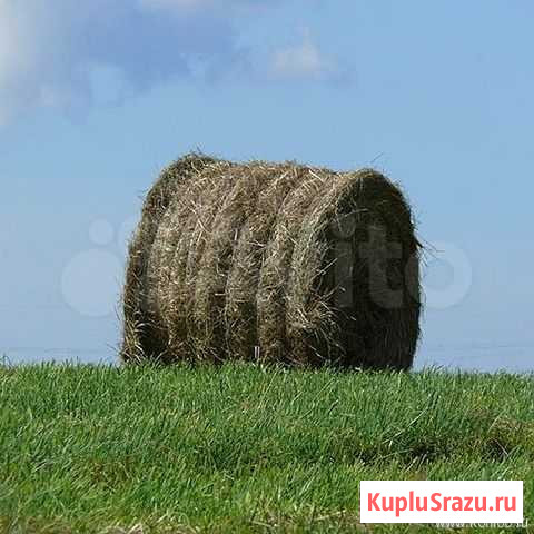 Сено. Разнотравие. Ембаево Тюмень - изображение 1