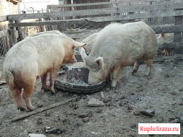 Хряк, свиноматки Краснокаменск - изображение 1