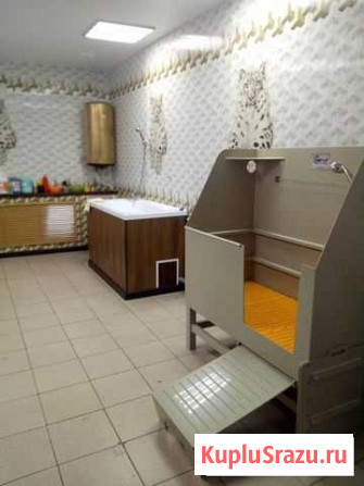 Стрижка собак и кошек Сургут - изображение 1