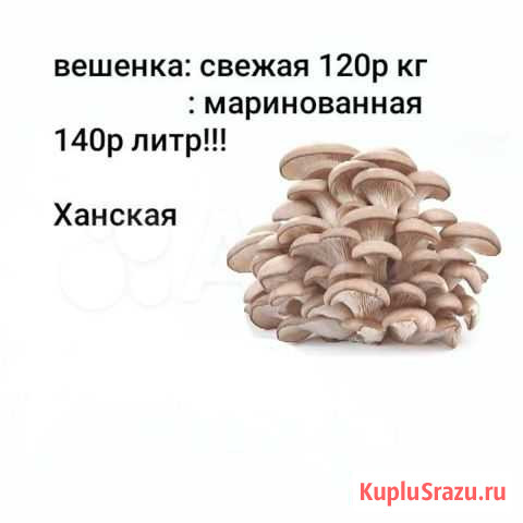 Грибы вешанка Ханская - изображение 1