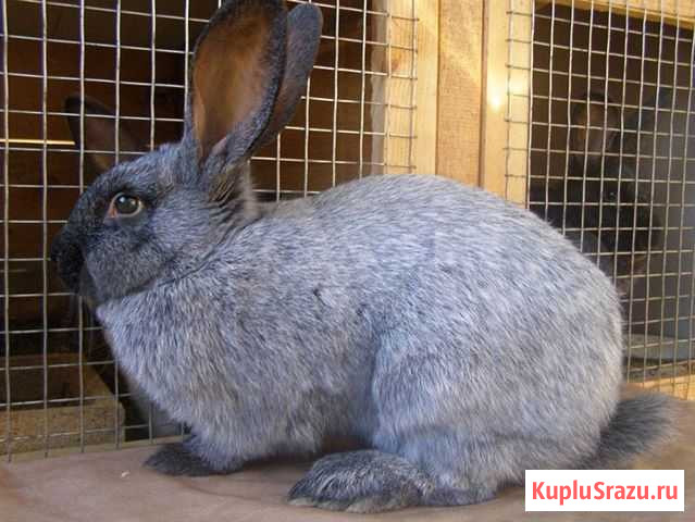 Кролики Курск - изображение 1