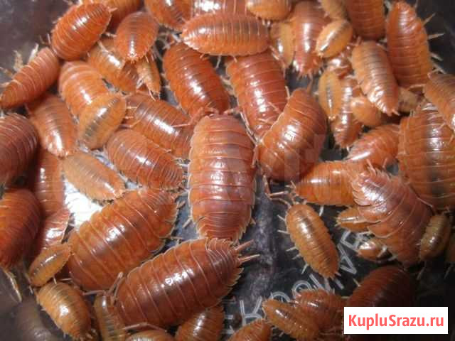 Мокрицы Porcellio laevis orange Нижний Новгород - изображение 1