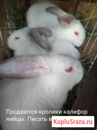 Кролики Алатырь - изображение 1