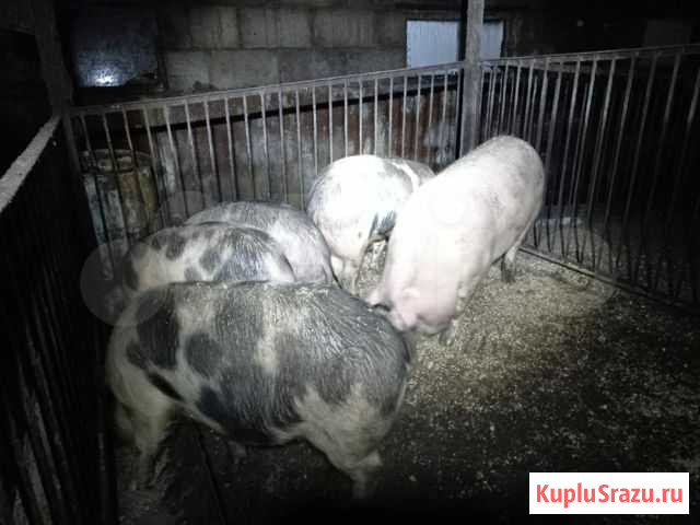 Поросята живым весом Серпухов - изображение 1