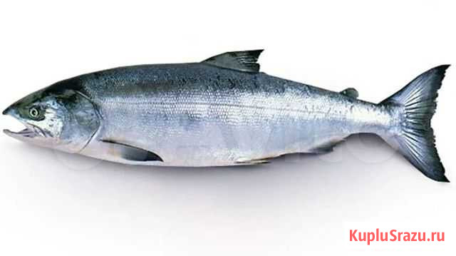 Рыба красная кета, кижуч Магадан - изображение 1