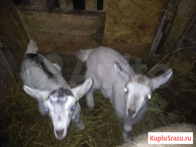 Альпийские козлята Шаталово - изображение 1