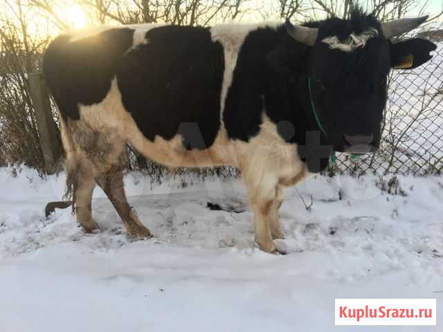 Бык Славск - изображение 1