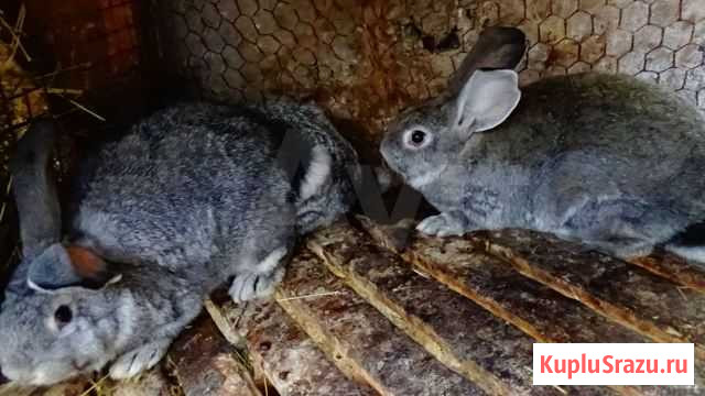Кролики Туапсе - изображение 1