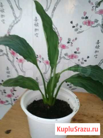 Спатифиллум Петрозаводск - изображение 1