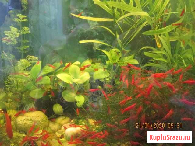 Аквариумные креветки  красная сакура Армавир - изображение 1