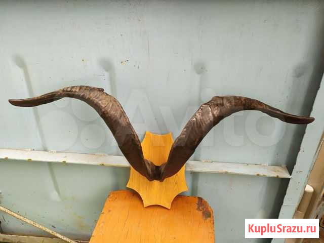 Рога Новоалтайск - изображение 1