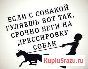 Дрессировка собак индивидуальные занятия Воронеж - изображение 1