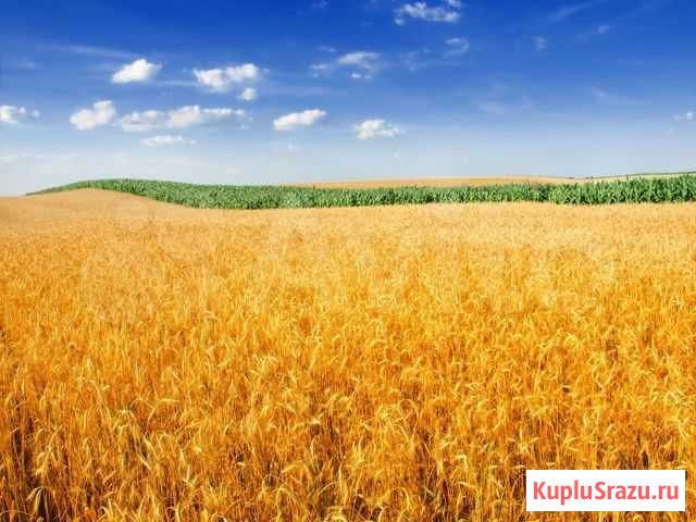 Продовольственная пшеница Джанкой - изображение 1