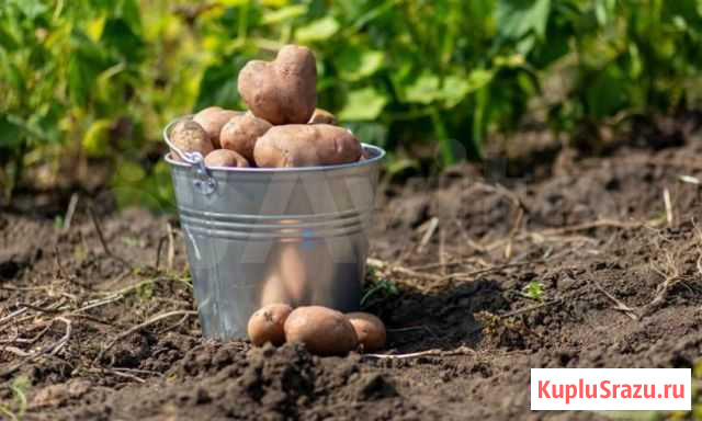 Картофель Горно-Алтайск - изображение 1