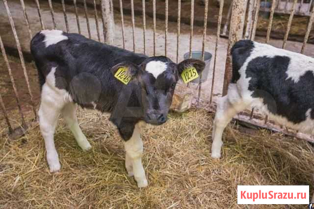 Бычки телята Кинель - изображение 1