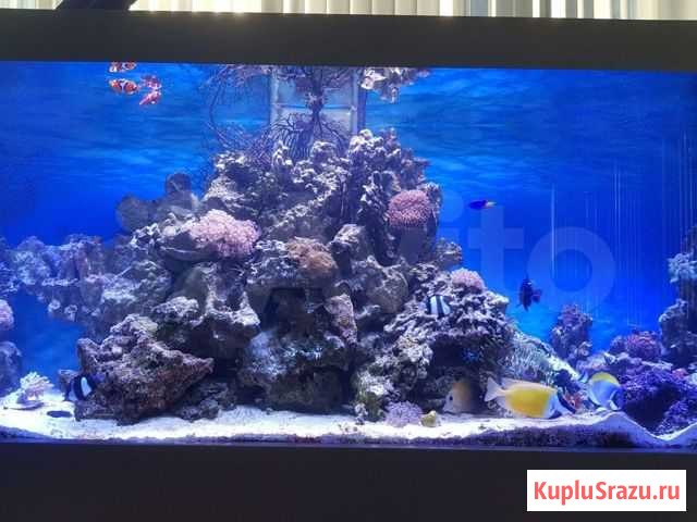 Вода для морского аквариума Ростов-на-Дону - изображение 1