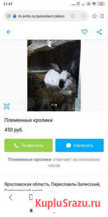 Кролики Переславль-Залесский - изображение 1