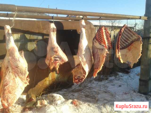 Мясо конина свежее забой 22.02.2021 Челябинск - изображение 1