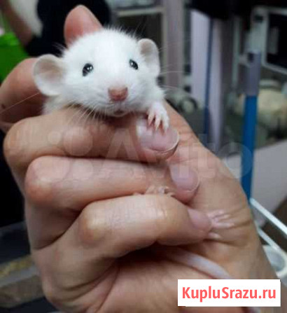 Декоративные крысы дамбо Москва - изображение 1