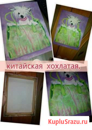 Китайская хохлатая Омск - изображение 1