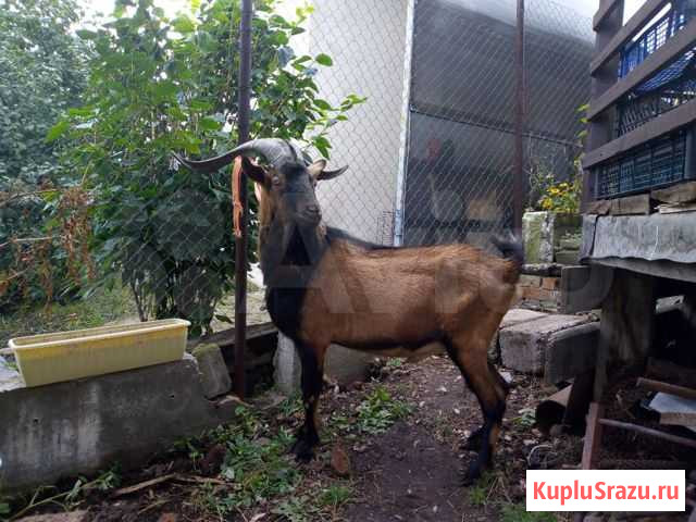 Козел альпийский Новокуйбышевск - изображение 1