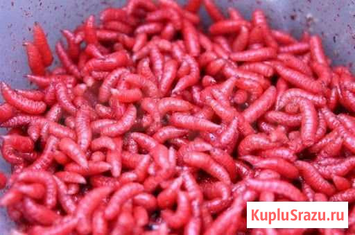 Наживка опарыш красный Владимир - изображение 1