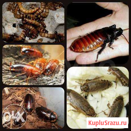 Кормовые насекомые Чита - изображение 1
