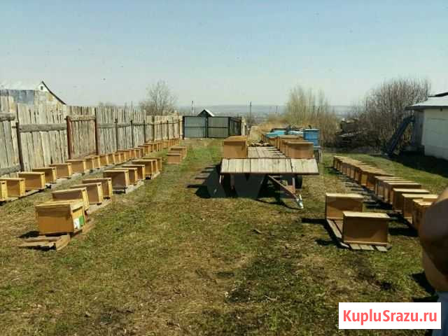 Пчелопакеты и пчелосемьи Салават - изображение 1